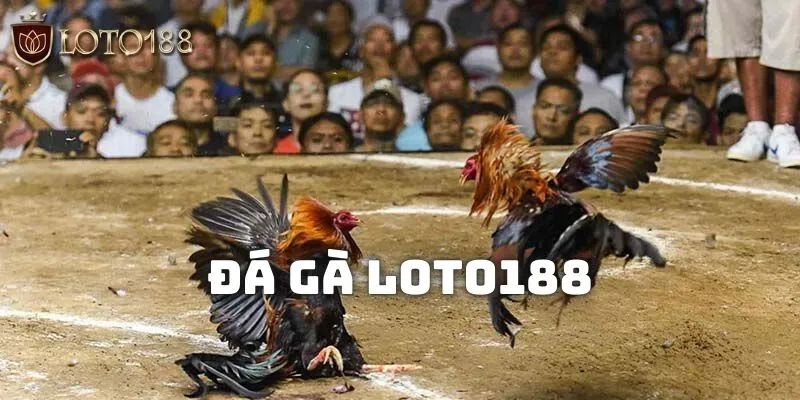 Đá gà cũng được nhiều người lựa chọn khi tham gia Loto188