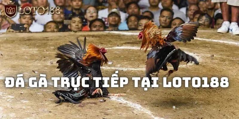 Giới thiệu loại hình đá gà trực tiếp tại Loto188