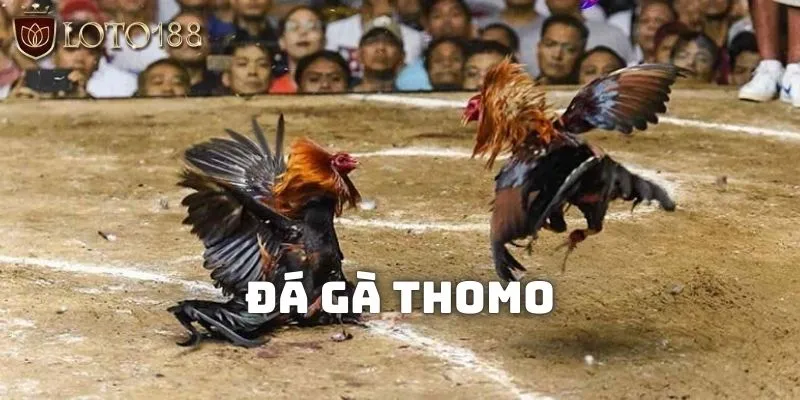Đá gà thomo: Các hình thức theo dõi và kinh nghiệm đặt cược