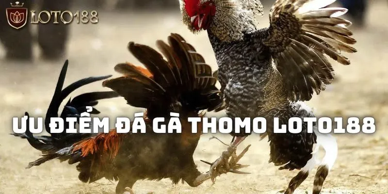 Cần tìm hiểu kỹ về tỷ lệ thưởng khi tham gia cá cược chọi kê